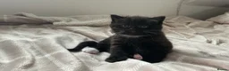 Mixed Breed cats for sale: 3 kittens and Mum Cat - Advert 1