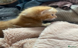 Mixed Breed cats for sale: A mum and litter opportunity ❤️ - Image 5