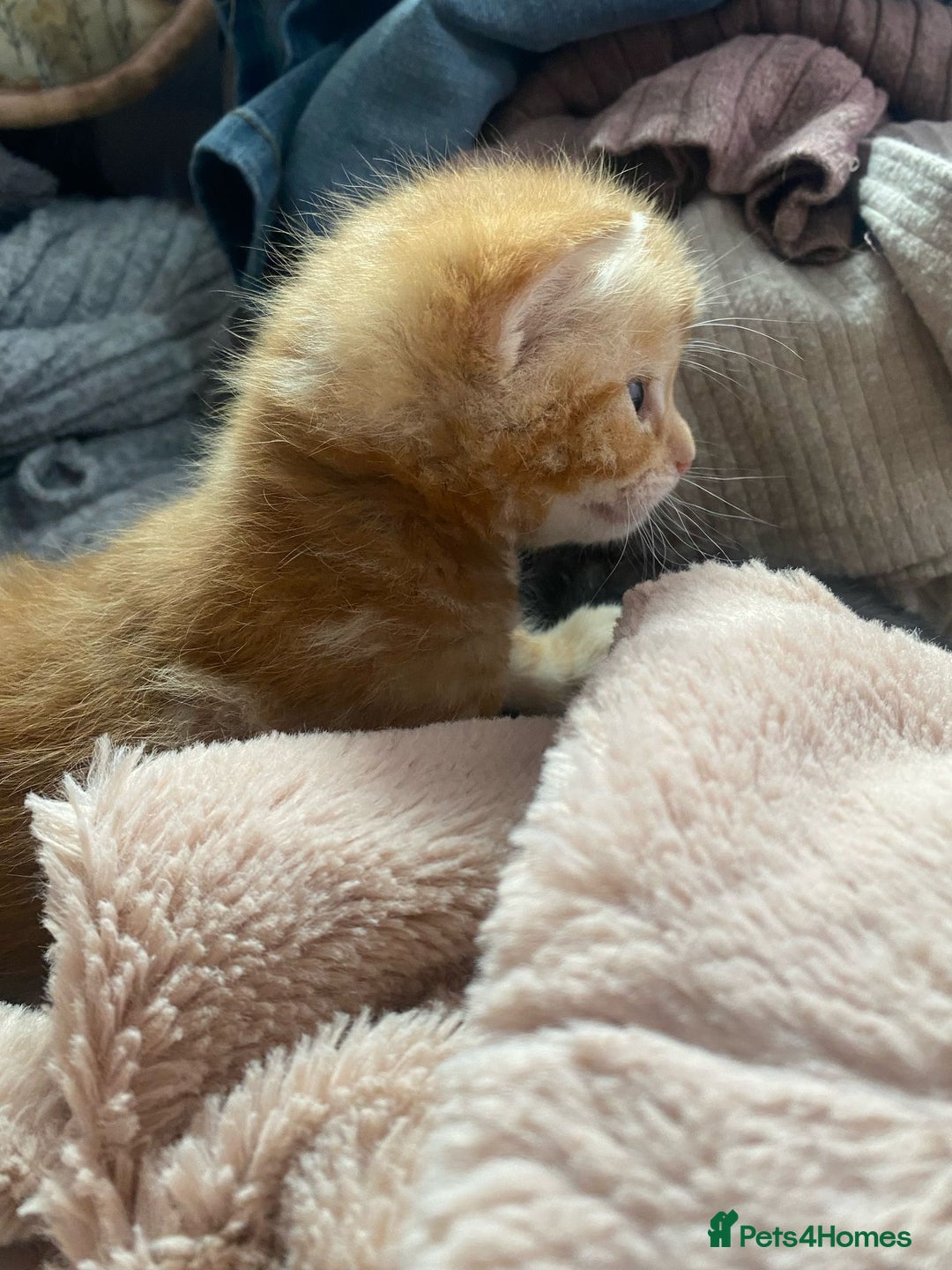 Mixed Breed cats for sale: A mum and litter opportunity ❤️ - Image 5