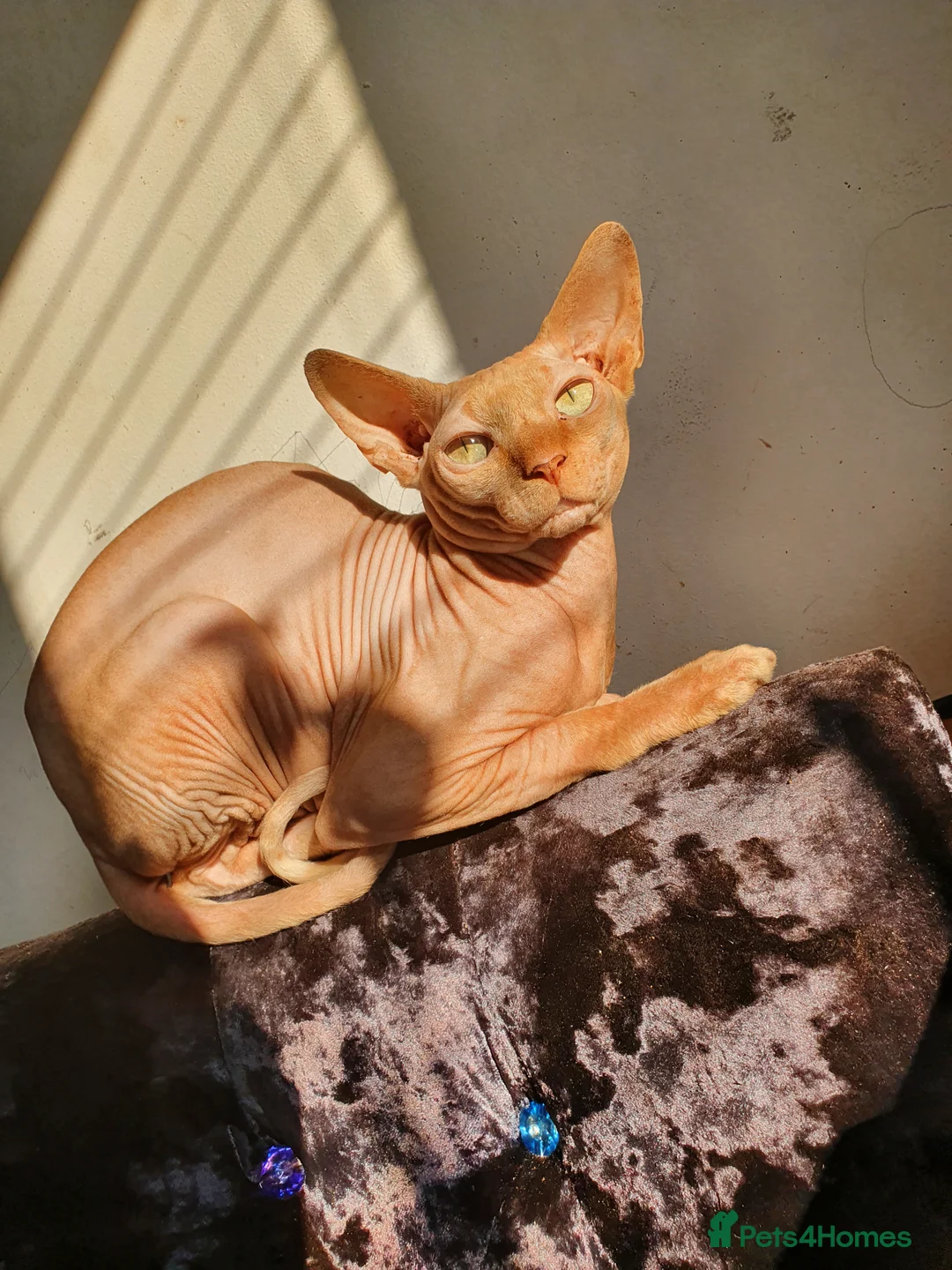 Sphynx cats for stud: Red Canadian sphynx stud  in Oldham - Advert 2
