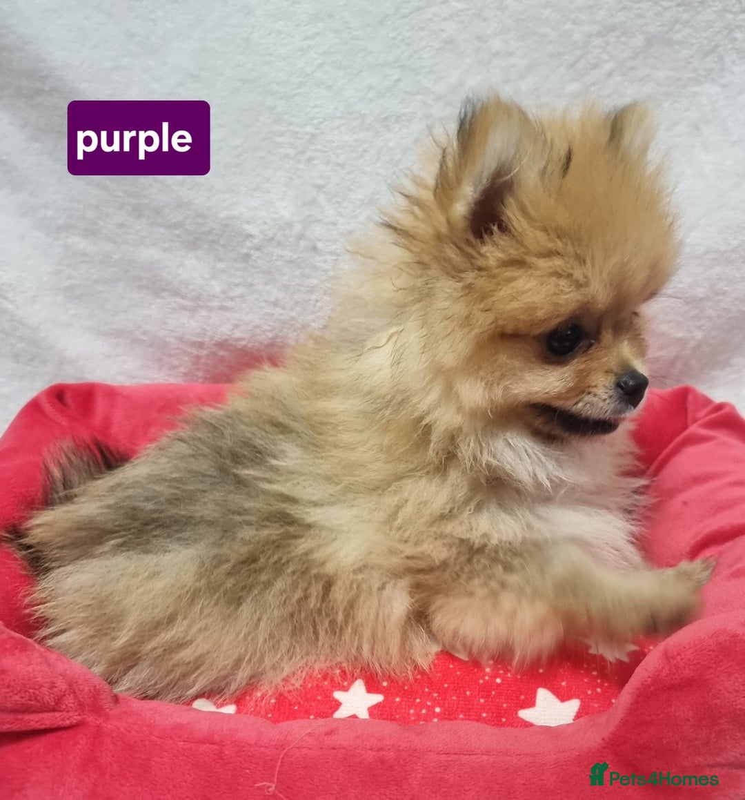 Pomeranian dogs for sale: Pomeranian Puppy 5   (RED)  - Pomeranian  - Image 20
