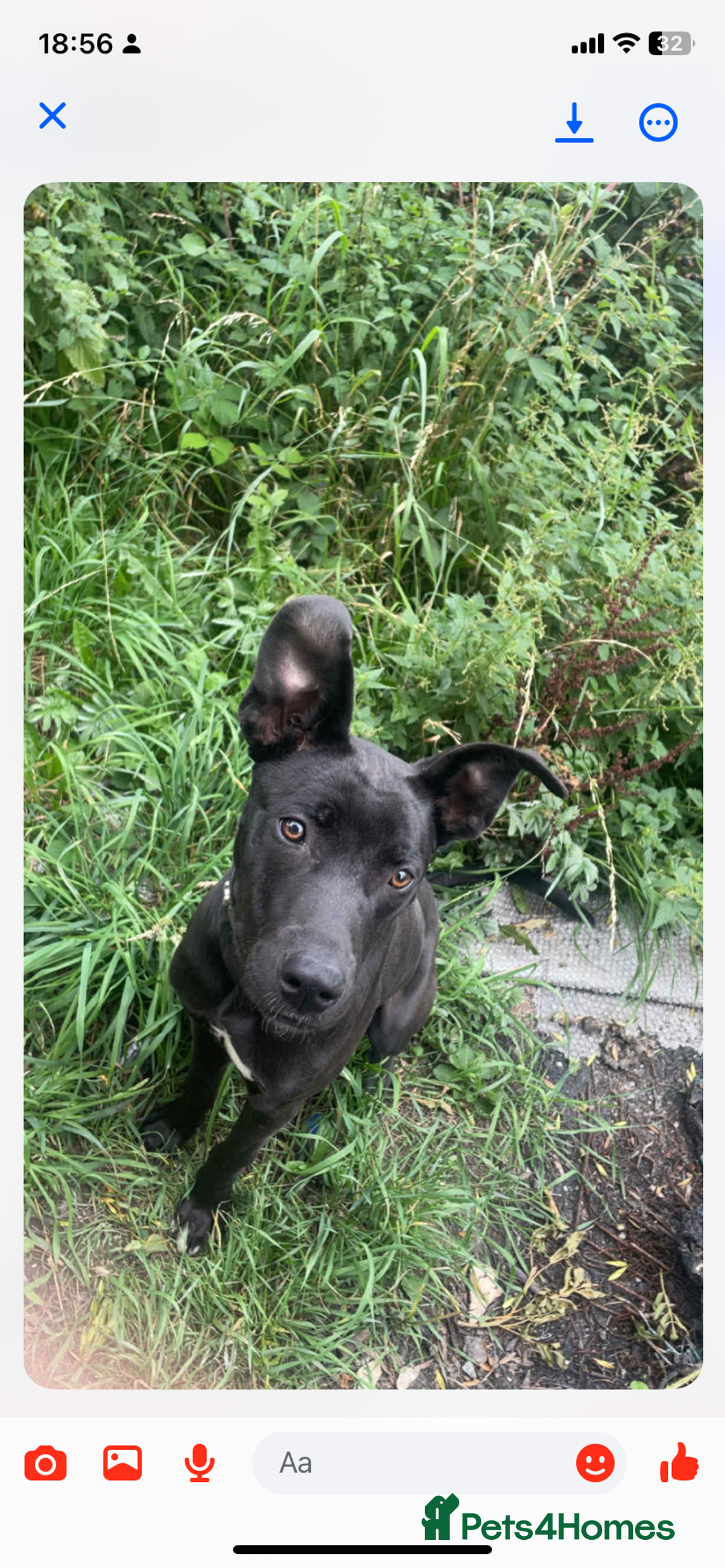 Mixed Breed dogs for sale: Cain corso cross greyhoud - Image 2
