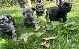 French Bulldog dogs for sale: French Bulldogs  - Image 26