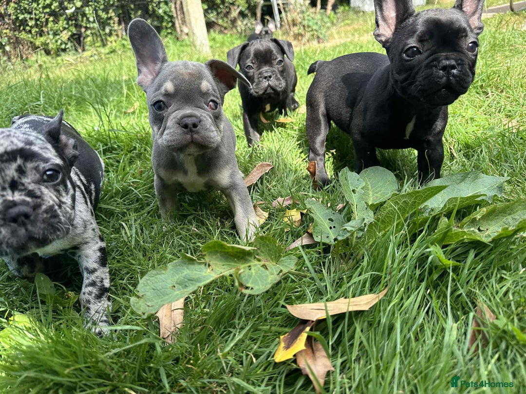 French Bulldog dogs for sale: French Bulldogs  - Image 26
