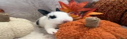 Rex rabbits for sale: Rex x Netherland dwarf  - Advert 35