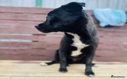 Mixed Breed dogs for adoption: Little Lucky - Image 4