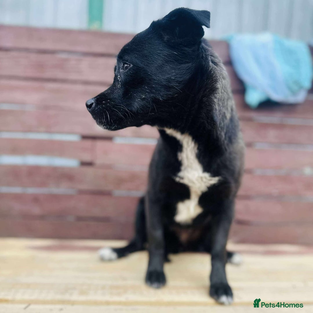 Mixed Breed dogs for adoption: Little Lucky - Image 4