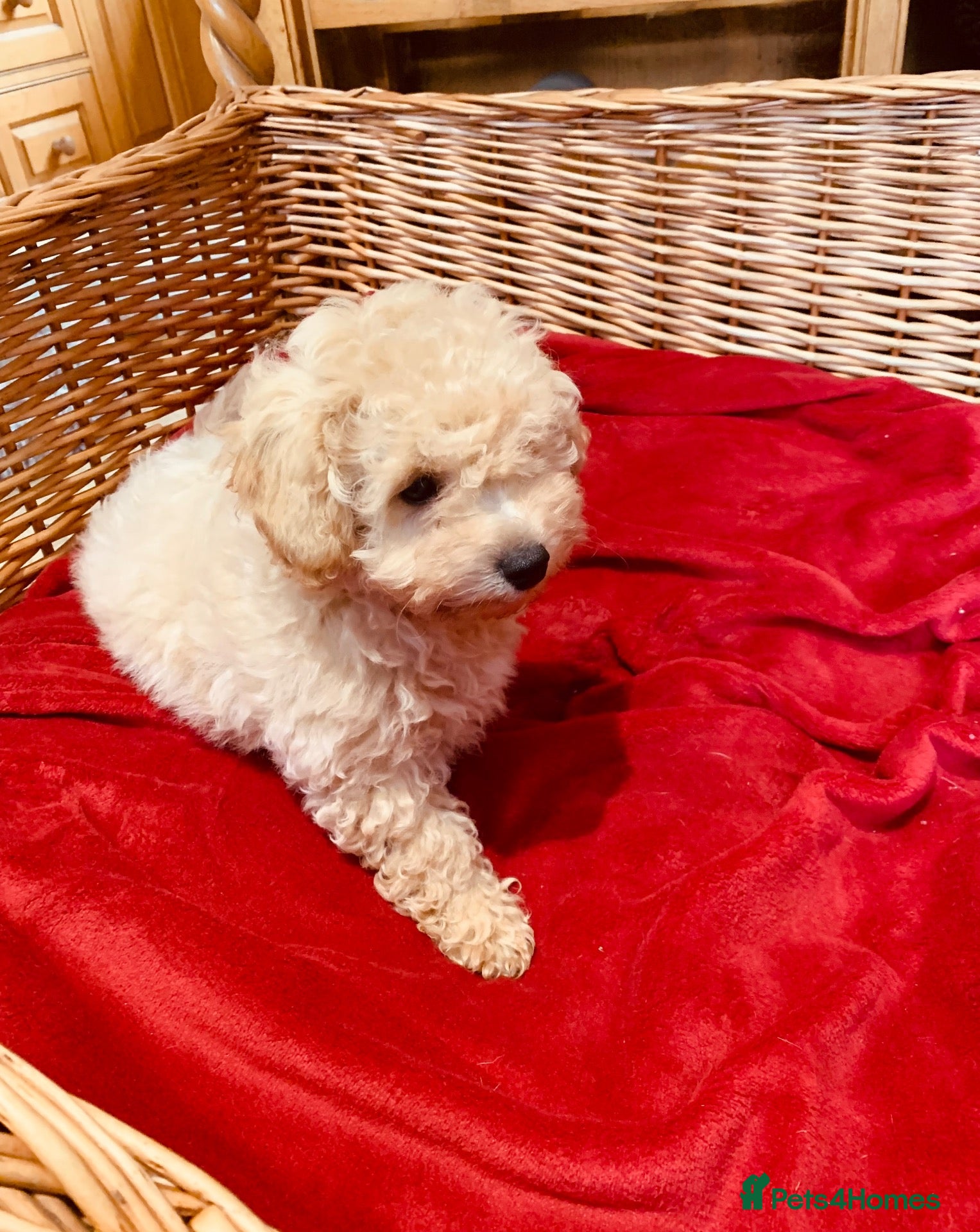 Poochon dogs Outstanding Poochon puppies  - Advert 2
