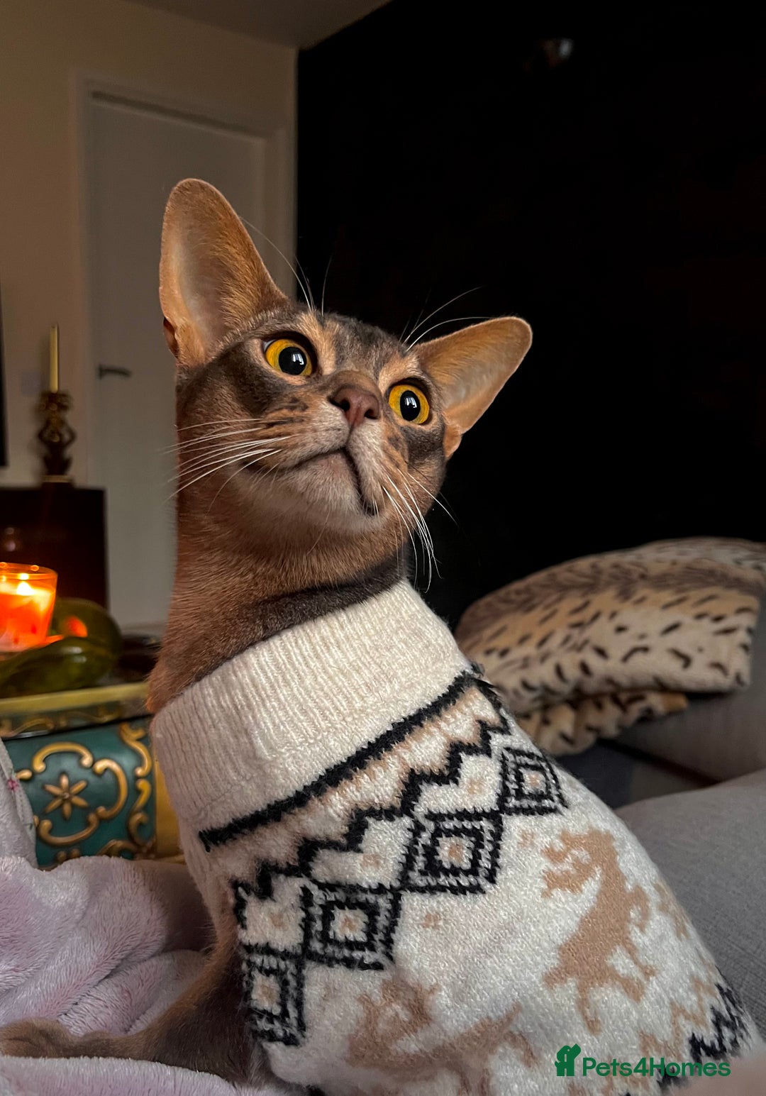 Abyssinian cats for sale: Loving Home Wanted for Our Abyssinian Boy, Yoda - Advert 9