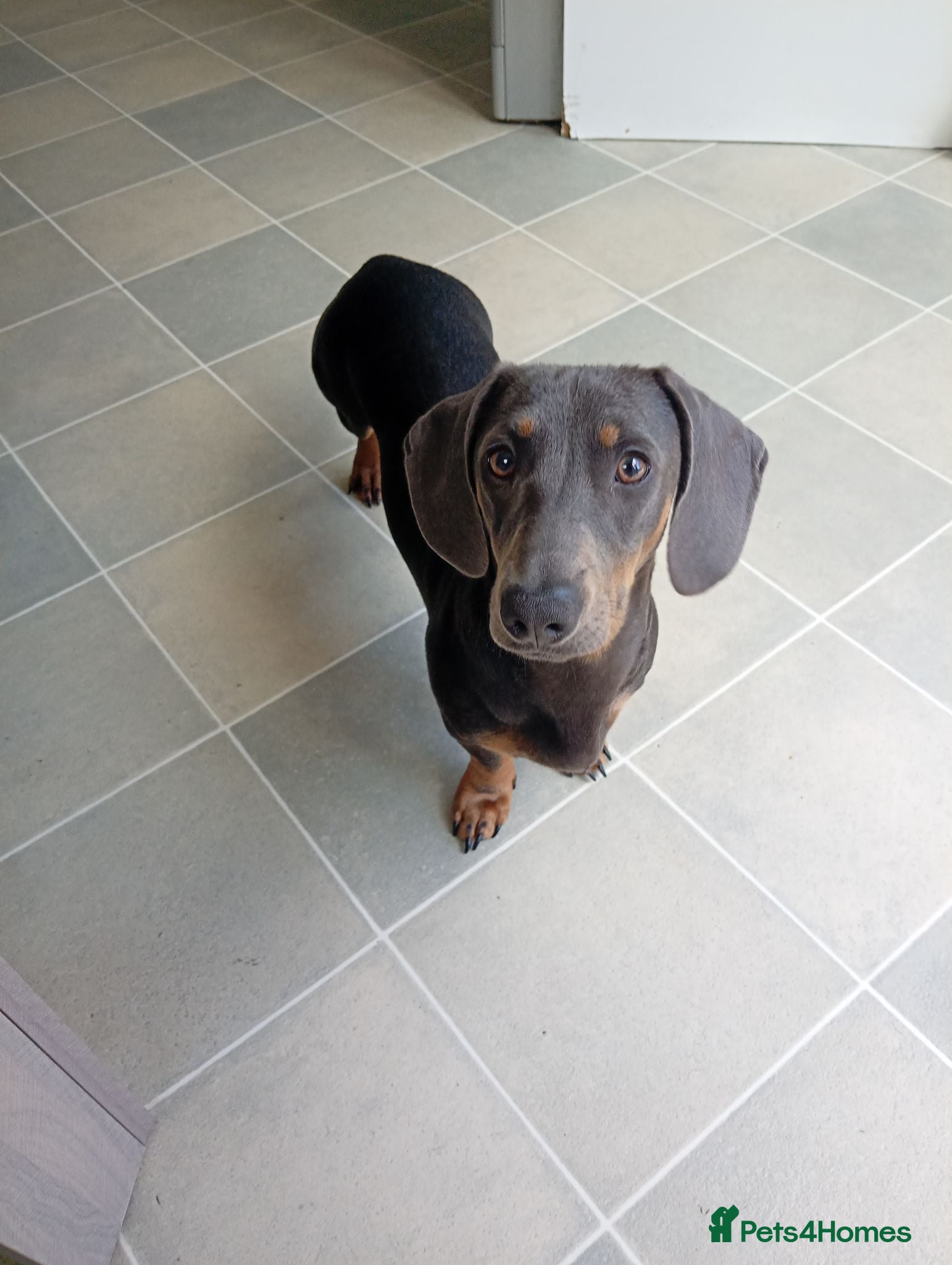 Miniature Dachshund dogs * miniature dachshund *  - Advert 1