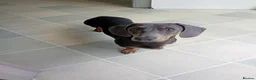 Miniature Dachshund dogs for sale: * miniature dachshund *  in Nuneaton - Advert 1