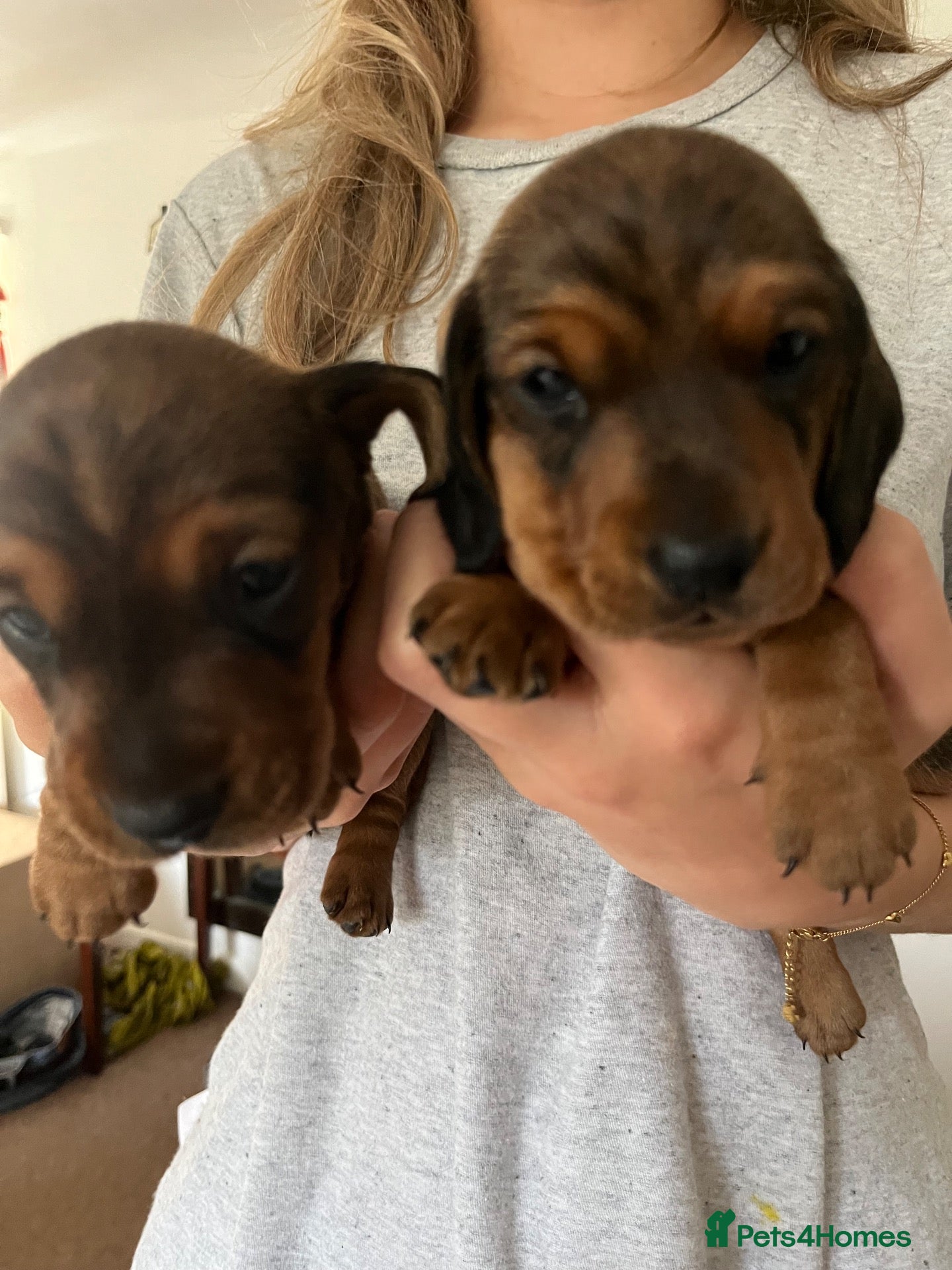 Miniature Dachshund dogs Two handsome KC miniature dauchounds for sale  - Advert 2