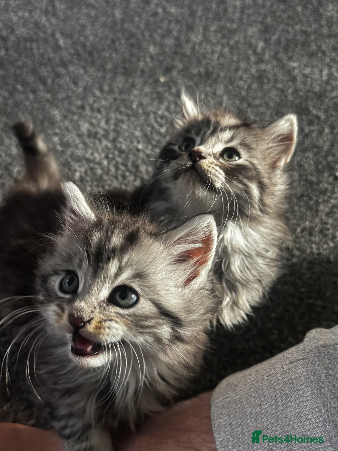 British Longhair cats for sale: Kittens - Advert 2