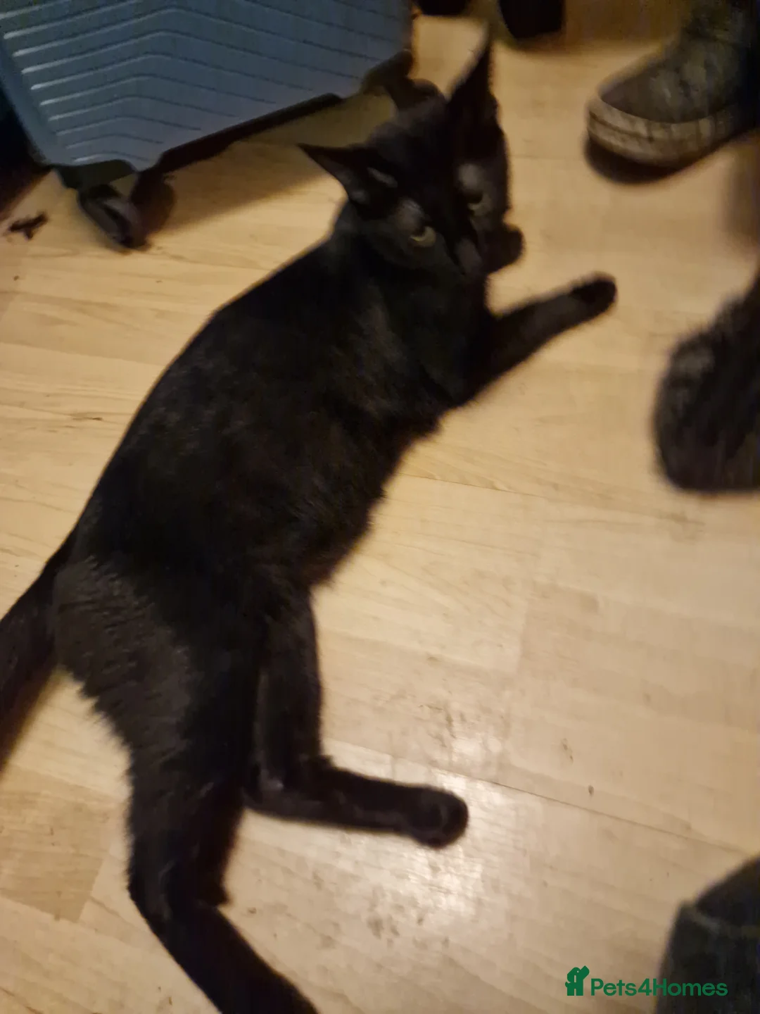 Mixed Breed cats for sale: Mix Bengal Bombay - Advert 2