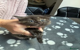 Mixed Breed cats for sale: Kittens available - females and males - Image 14
