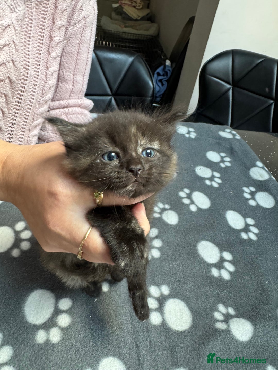 Mixed Breed cats for sale: Kittens available - females and males - Image 14
