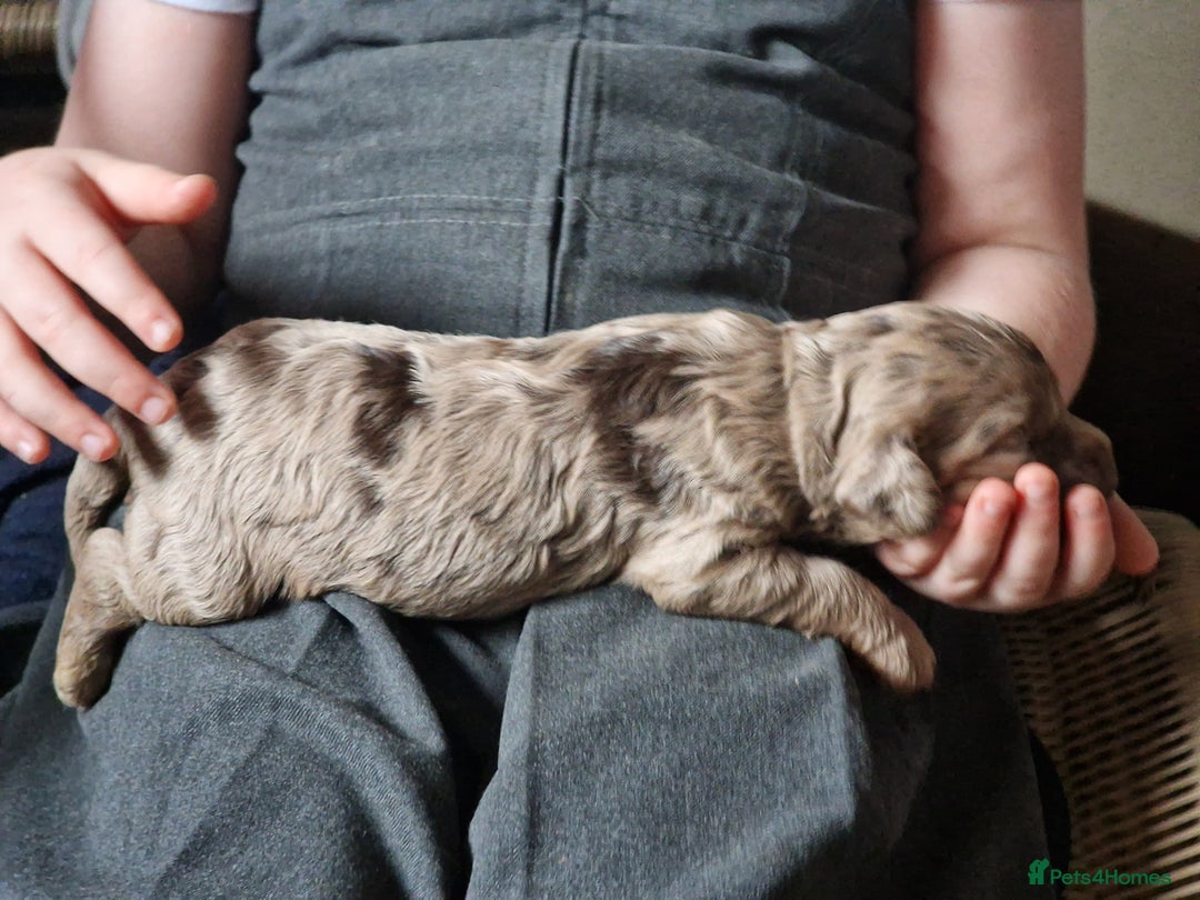 Cockapoo dogs for sale: red sable merle boy left 💜 - Image 12