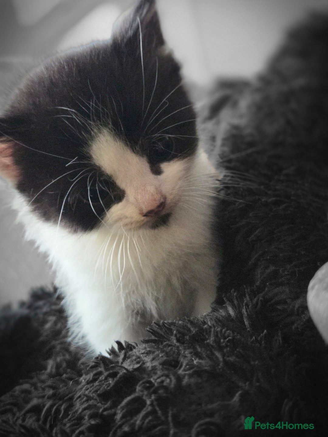 Mixed Breed cats for sale: 5 Fabulous kittens - Advert 29