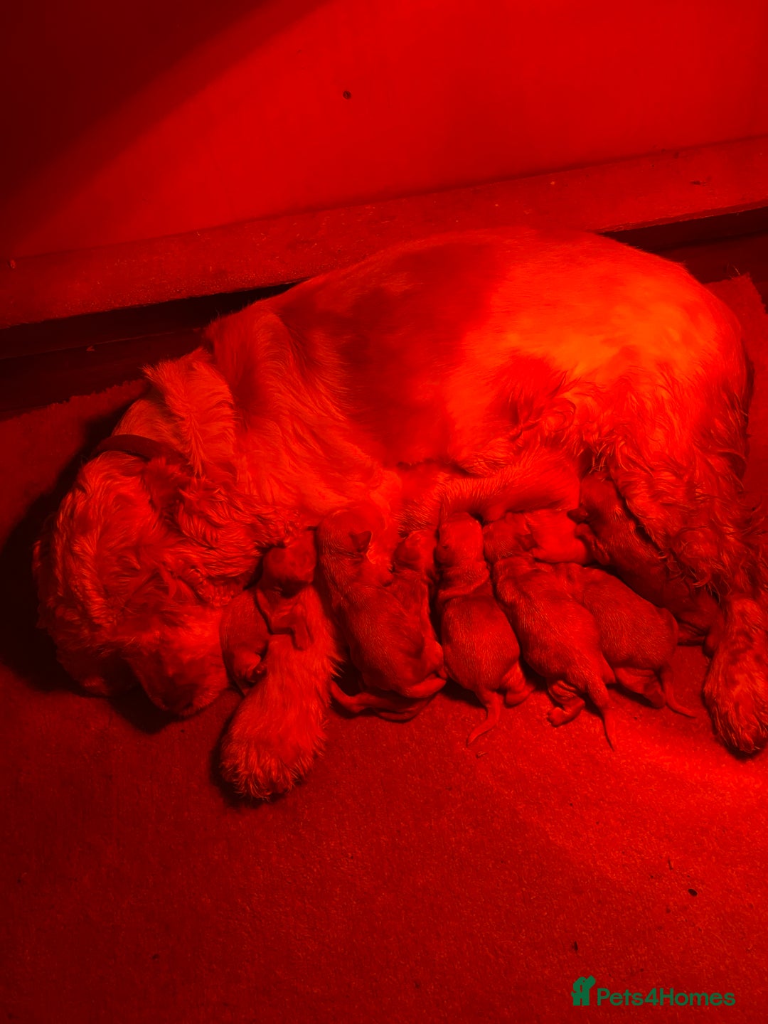 Cockapoo dogs for sale: Cockapoo puppies for sale  - Advert 7