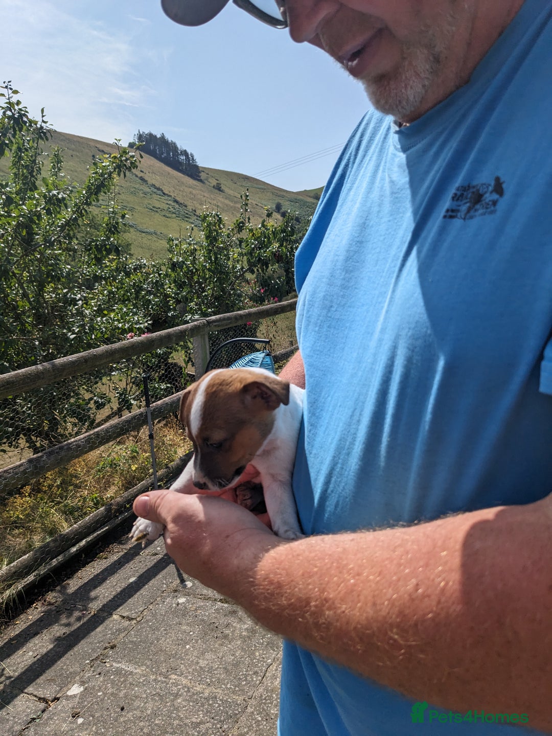 Jack Russell dogs for sale: Miniature Jack Russell's - Image 10