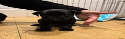 Patterdale Terrier dogs for sale: Patterdale puppies  - Advert 5