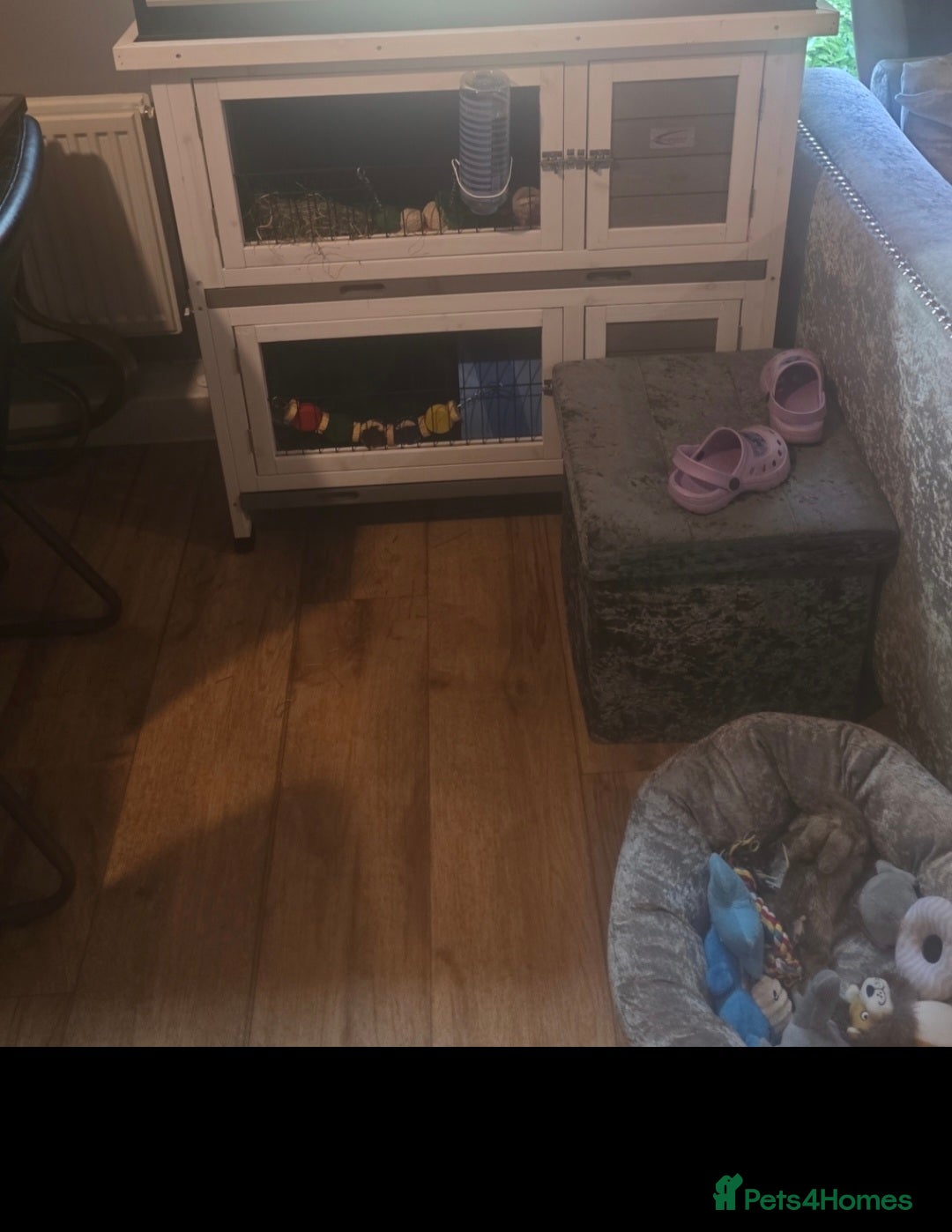 Netherland Dwarf rabbits for sale: Netherland dwarf rabbit 1 year - Advert 2