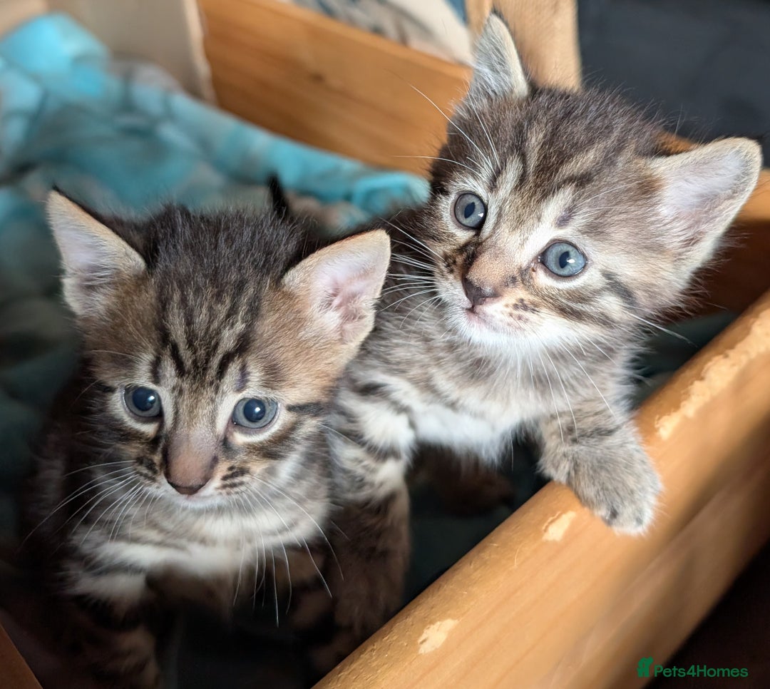 Bengal cats for sale: Bengal X - Image 4