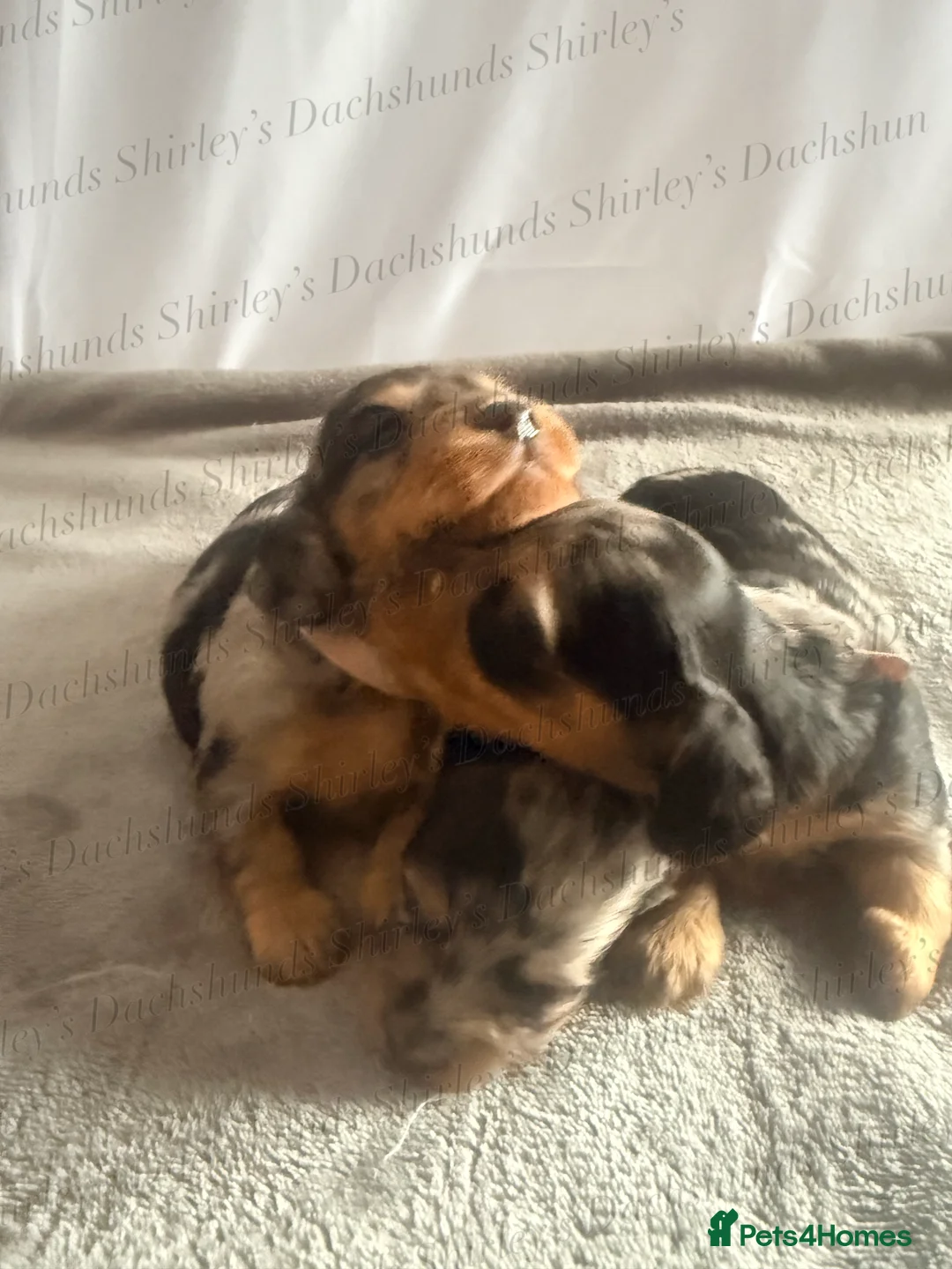 Miniature Dachshund dogs for sale: Longhaired Miniature Dachshunds KC Registered  - Advert 7