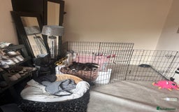 Mixed Breed dogs for sale: American bulldog staffy 🏡 - Image 20
