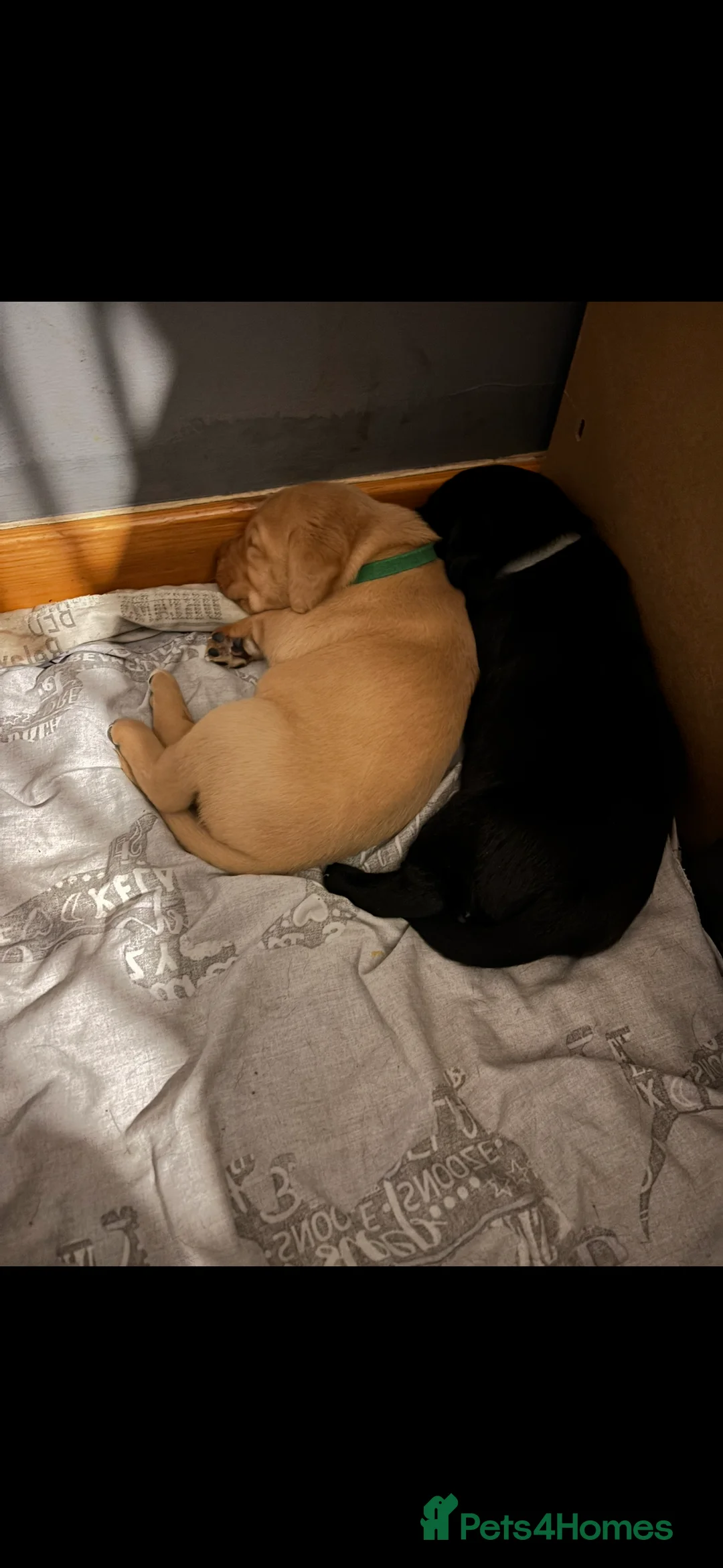 Labrador Retriever dogs for sale: Stunning lab pups - Advert 10