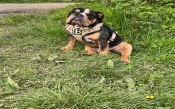 English Bulldog dogs for stud: 👑KING-KOJO👑 - Image 4