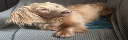 Miniature Dachshund dogs for stud: Long-Haired Miniature Dachshund Stud– Isabella Tan - Advert 7