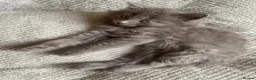 British Longhair cats for sale: Beautiful British Long-Haired Boy Ready Now! - Advert 4