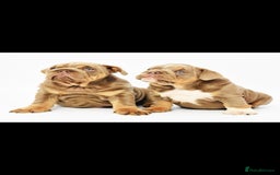 English Bulldog dogs for sale: English bulldogs - Image 1