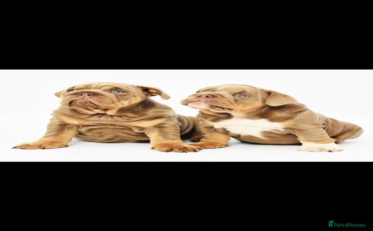 English Bulldog dogs - Advert 1