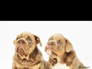 English Bulldog dogs - Advert 4