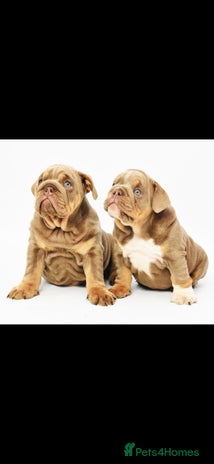 English Bulldog dogs - Advert 1