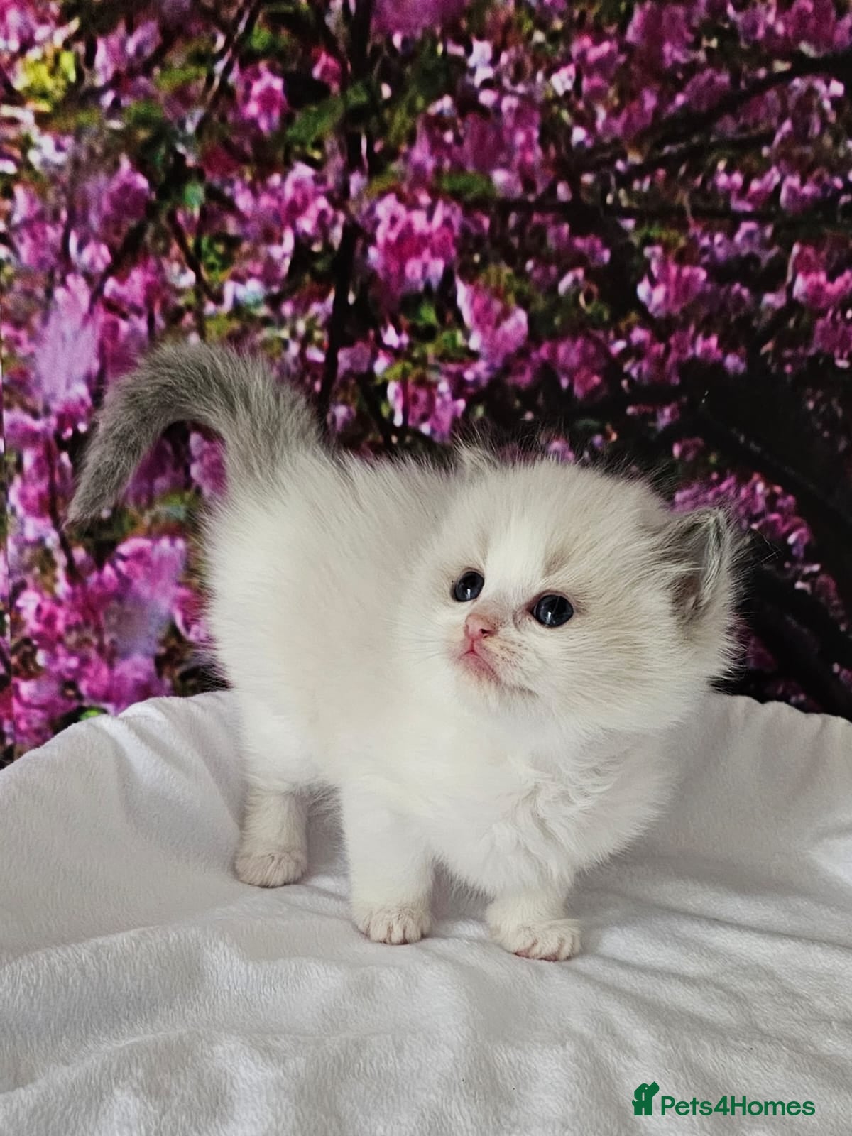 Ragdoll cats Ragdoll kittens  - Advert 5