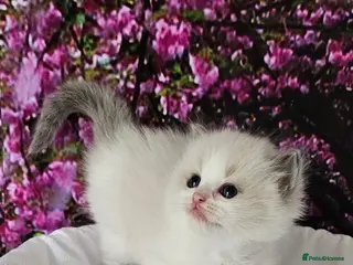 Ragdoll cats Ragdoll kittens - Advert 5