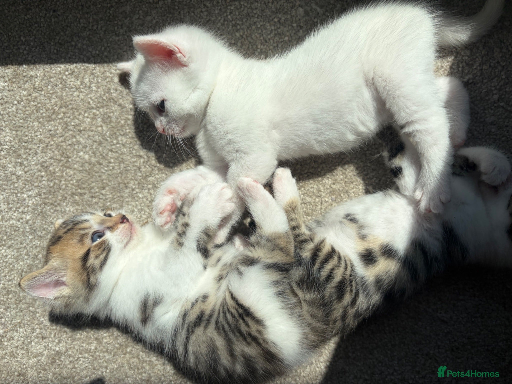 Bengal cats Beautiful Bengal mixed kittens. Ready to leave Aug - Advert 16