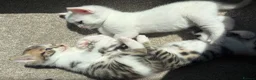 Bengal cats for sale: Beautiful Bengal mixed kittens. Ready to leave Aug - Advert 40