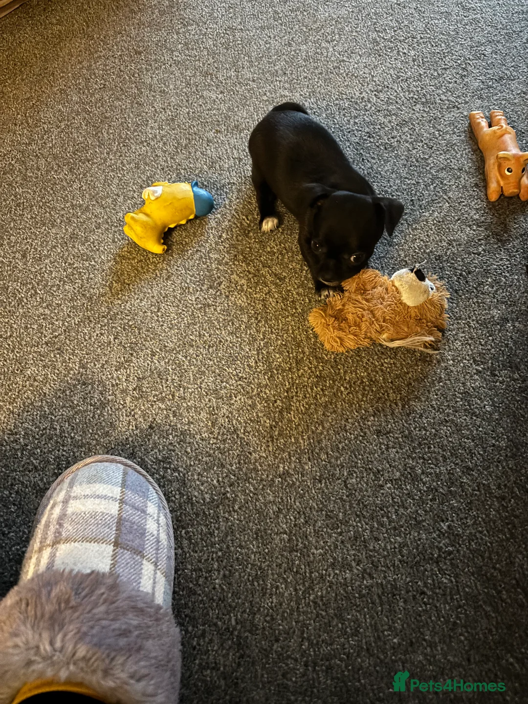 Chihuahua dogs for sale: Only 3 KC Registered perfect boys available  - Advert 18