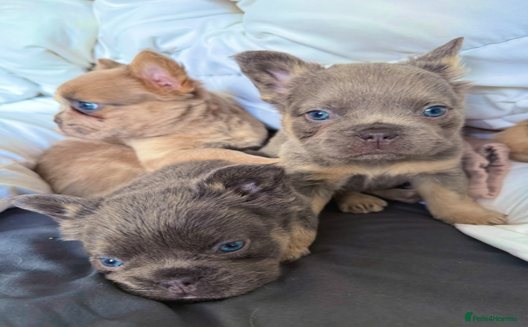 French Bulldog dogs - Advert 2