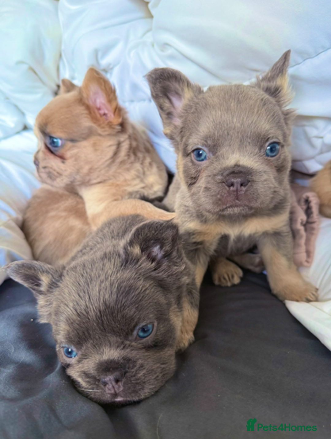 French Bulldog dogs for sale: REDUCED Last Pup! Quality Fluffy 🦁 - READY 🏠 - Advert 15