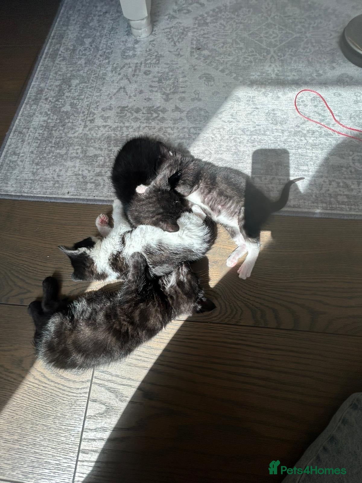 Mixed Breed cats Beautiful Hand-Raised Kittens  - Advert 6