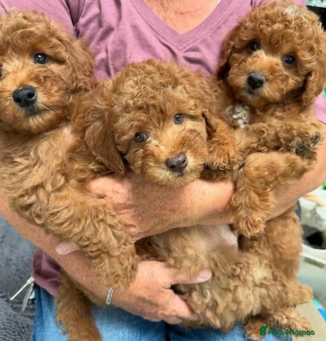Cavapoo dogs for sale: Cavapoo puppies  - Advert 4