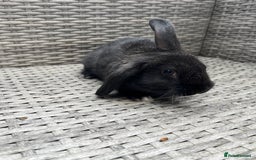 Mixed Breed rabbits for sale: Mini lop cross - Image 4