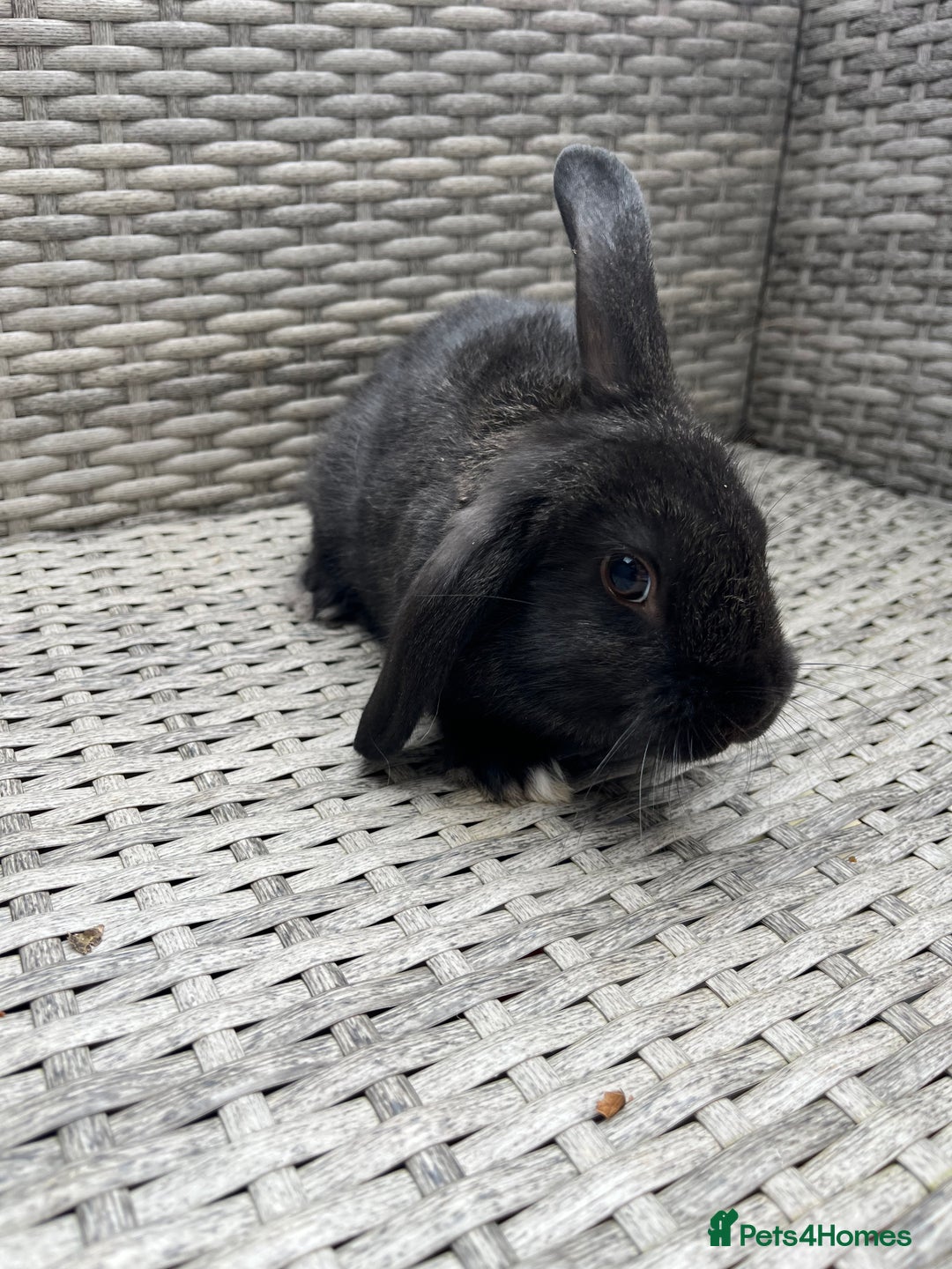 Mixed Breed rabbits for sale: Mini lop cross - Image 4