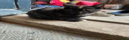 Mixed Breed cats for sale: Friendly little kittens looking for homes  - Advert 6