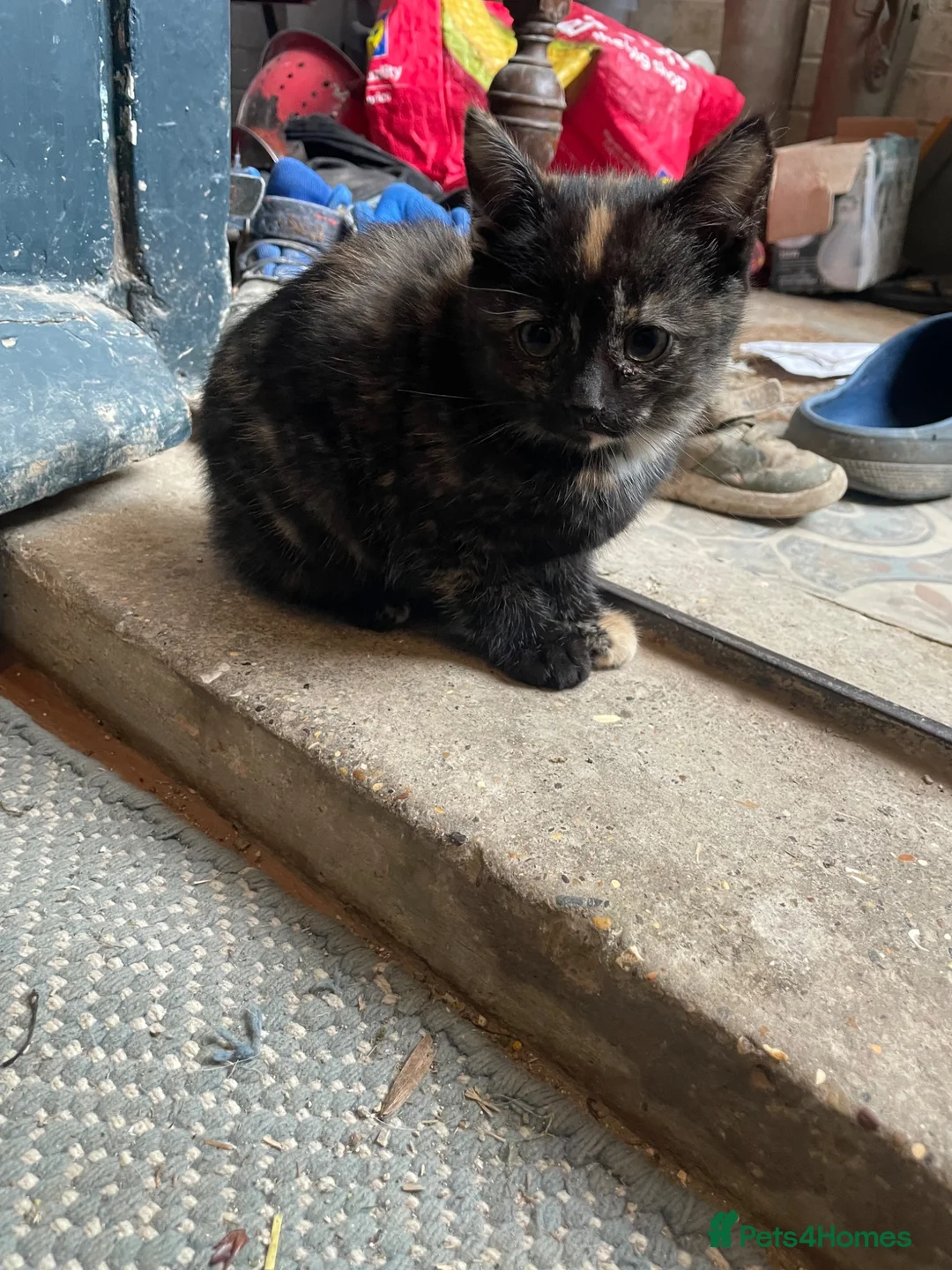 Mixed Breed cats for sale: Friendly little kittens looking for homes  - Advert 6